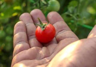 increase tomato harvest