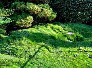 Gentle mounds of Korean velvet grass