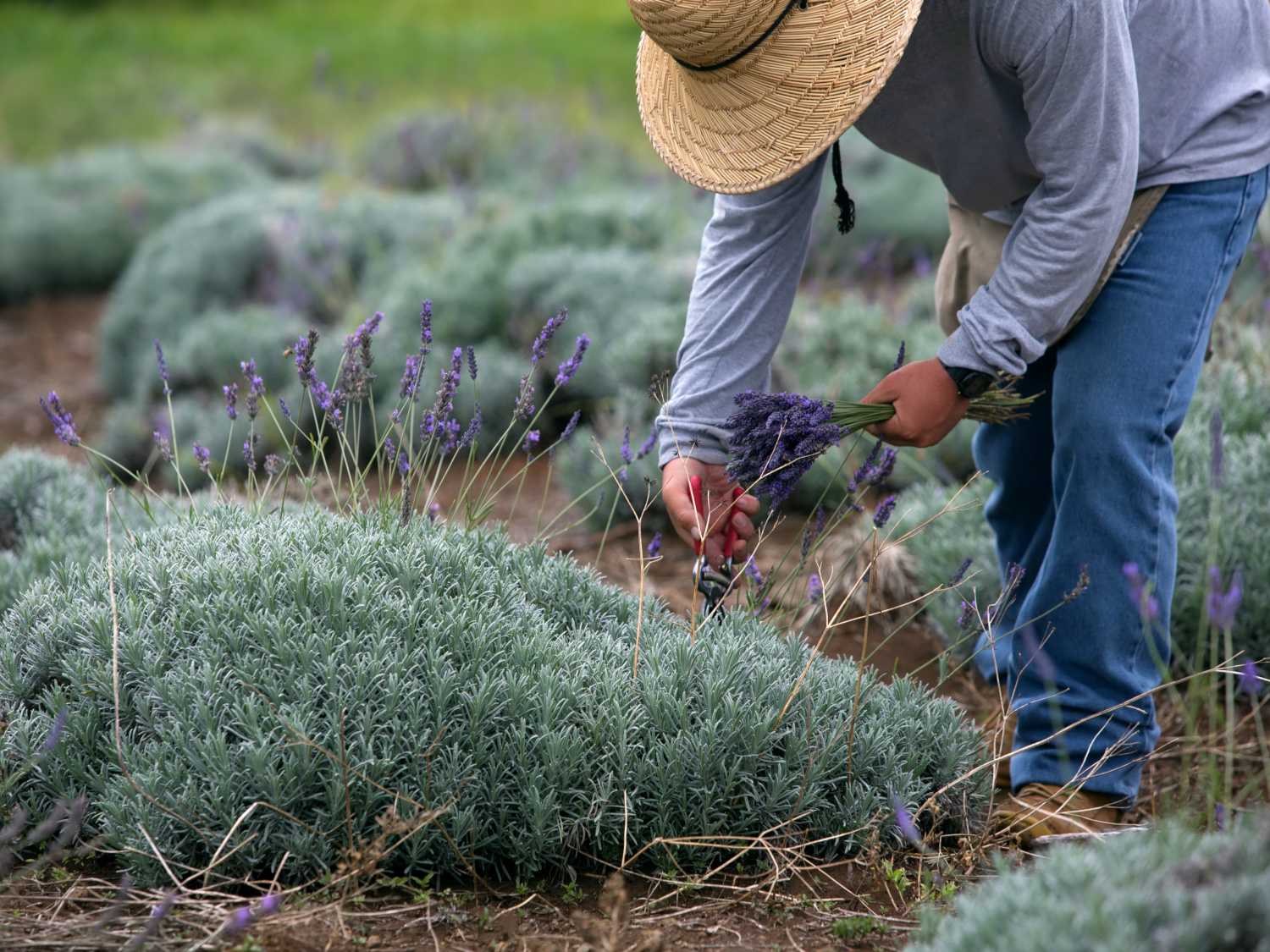 Layering lavender