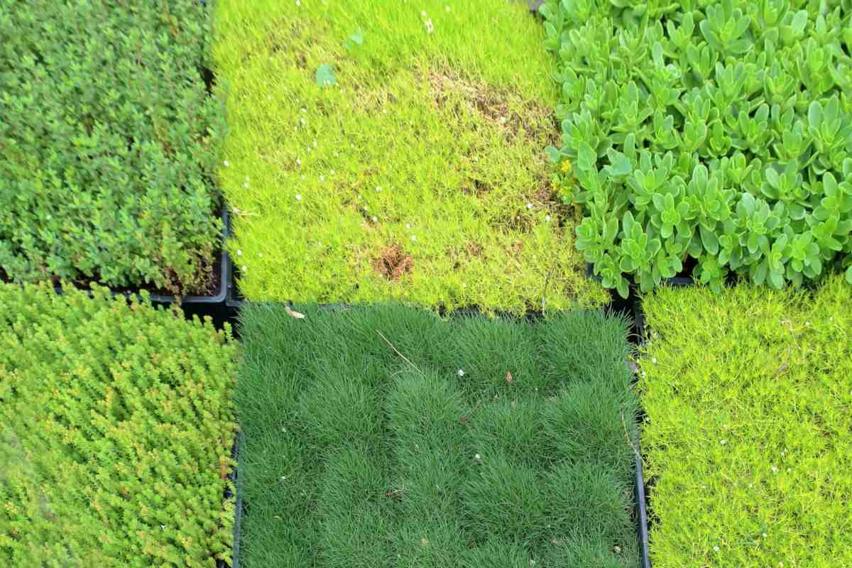 Different plants to replace lawn grass with