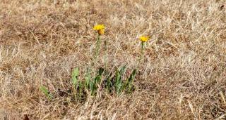 Lawn grass has many drawbacks, especially due to climate