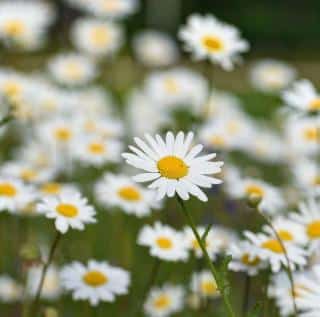 Lawn daisies growing beautifully wild