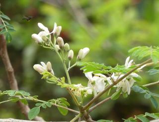 Pollinator wasp approaching moringa flowers on a blooming branch