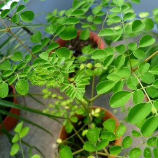 Potted moringa is the only option in colder climates
