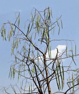 Moringa tree losing its leaves but with lots of dangling seed pods