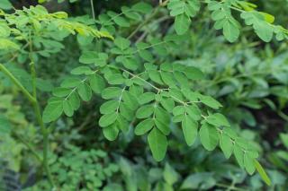 Lush moringa leaf with lots of leaflets