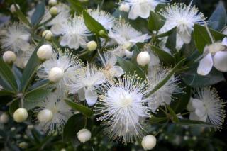 Myrtle flowers, myrtus communis