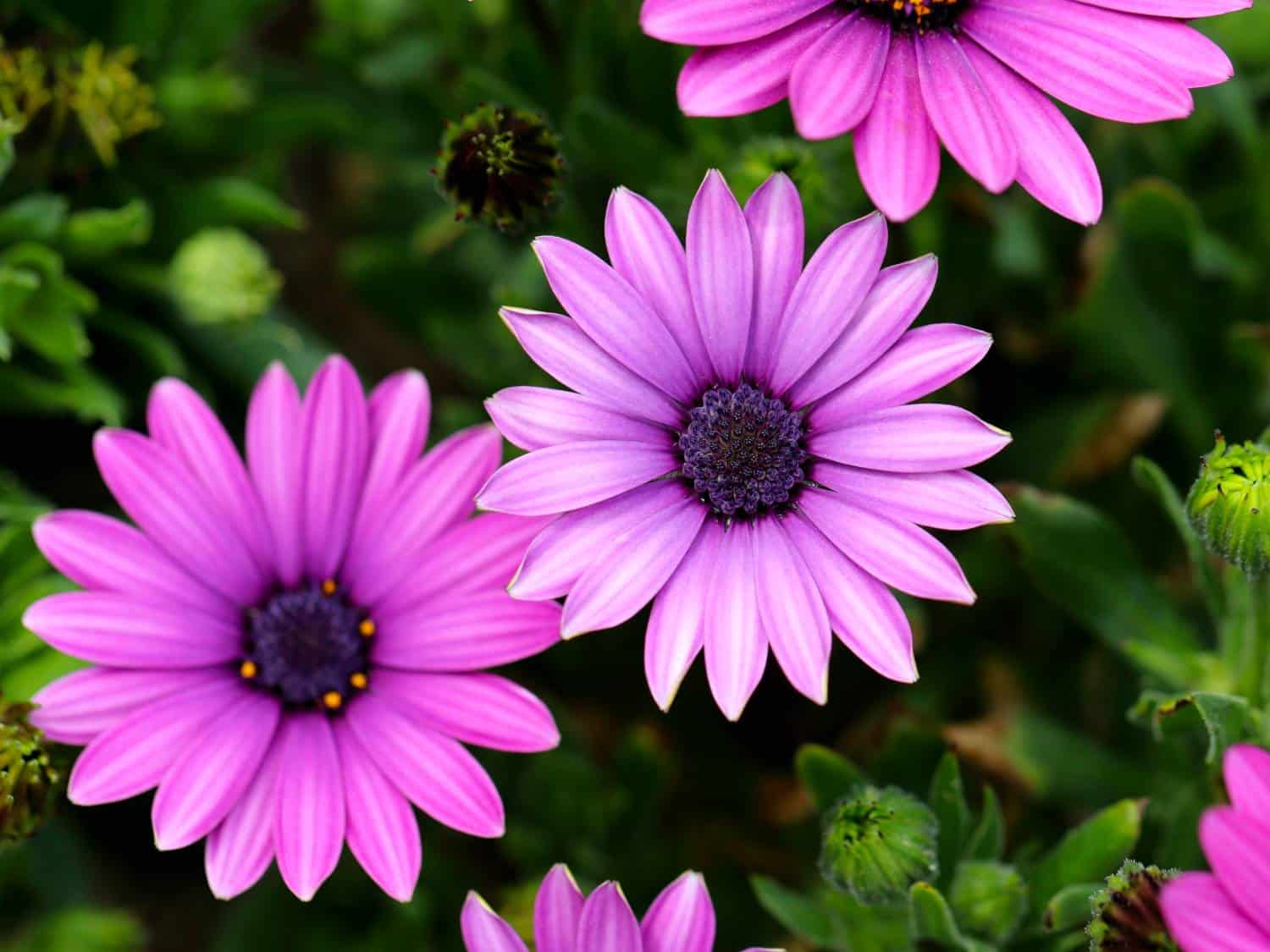 Osteospermum, African daisy