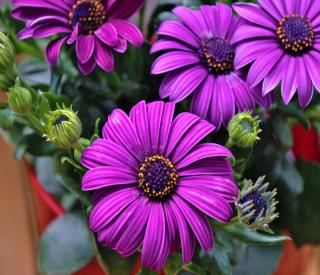 Purple osteospermum in a red pot