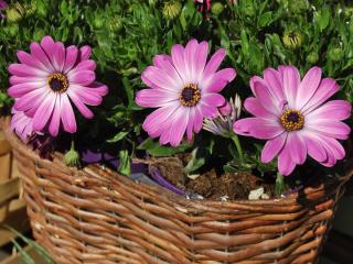 Care for container osteospermum