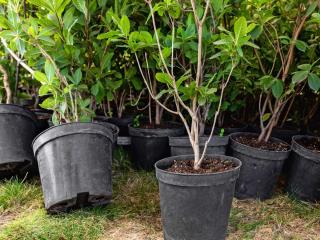 How to plant rhododendron in a pot