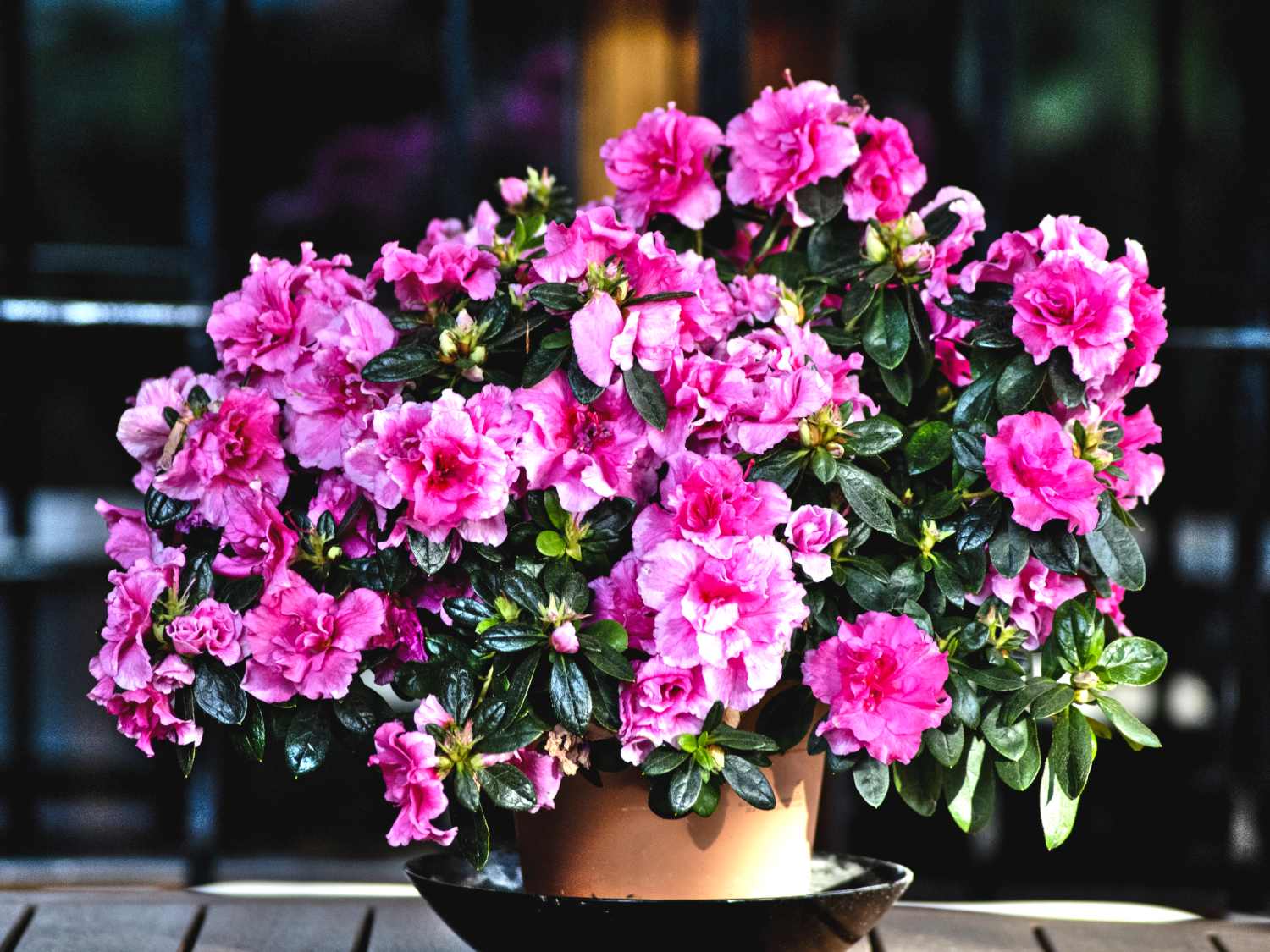 Rhododendron in container