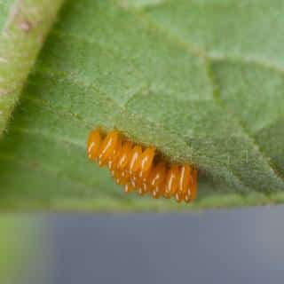 Bright orange potato beetle eggs aligned on the underside of a potato plant leaf