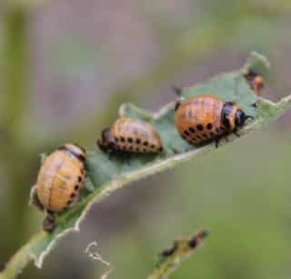 Larvae of the potato beetle look similar to those of ladybugs