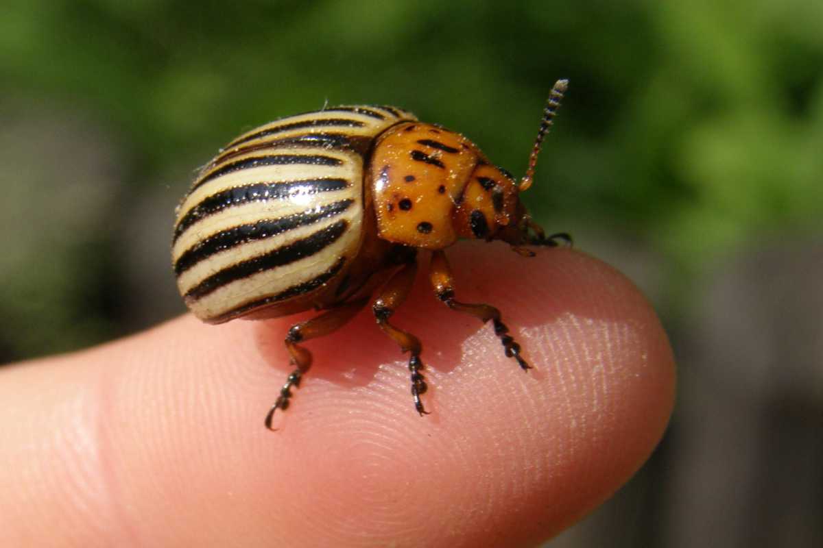 Single potato beetle at the tip of a finger with antennas raised