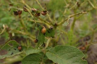 Preventing and reducing impact of potato beetles
