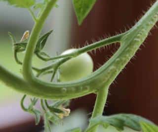 Sucker on a tomato plant, needs pruning