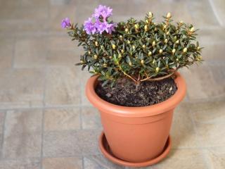 Caring for rhododendron in a container