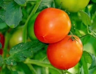 Tomato plants can benefit from pruning, but it isn't mandatory
