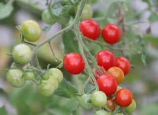 Pruning a cherry tomato speeds the ripening up