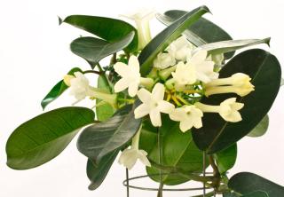 stephanotis