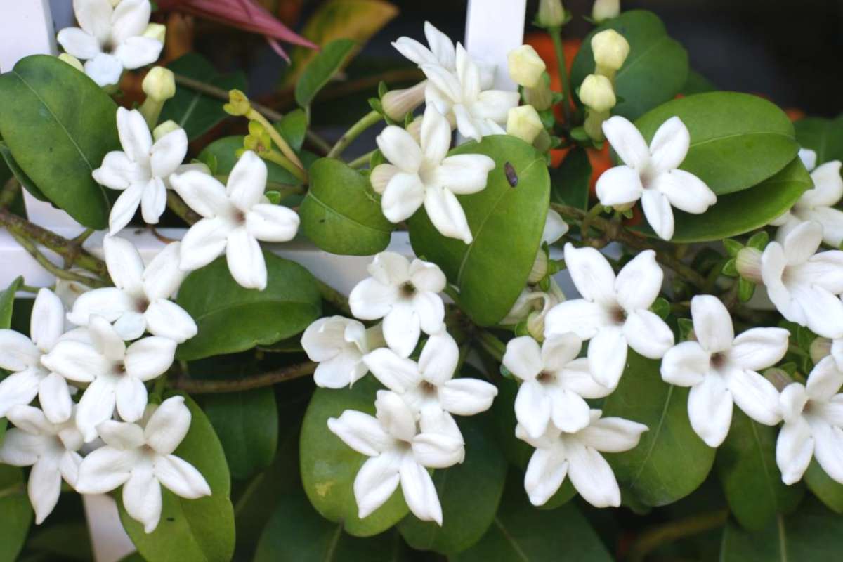 Stephanotis is a flower loved by famous people