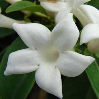 Caring for Stephanotis floribunda