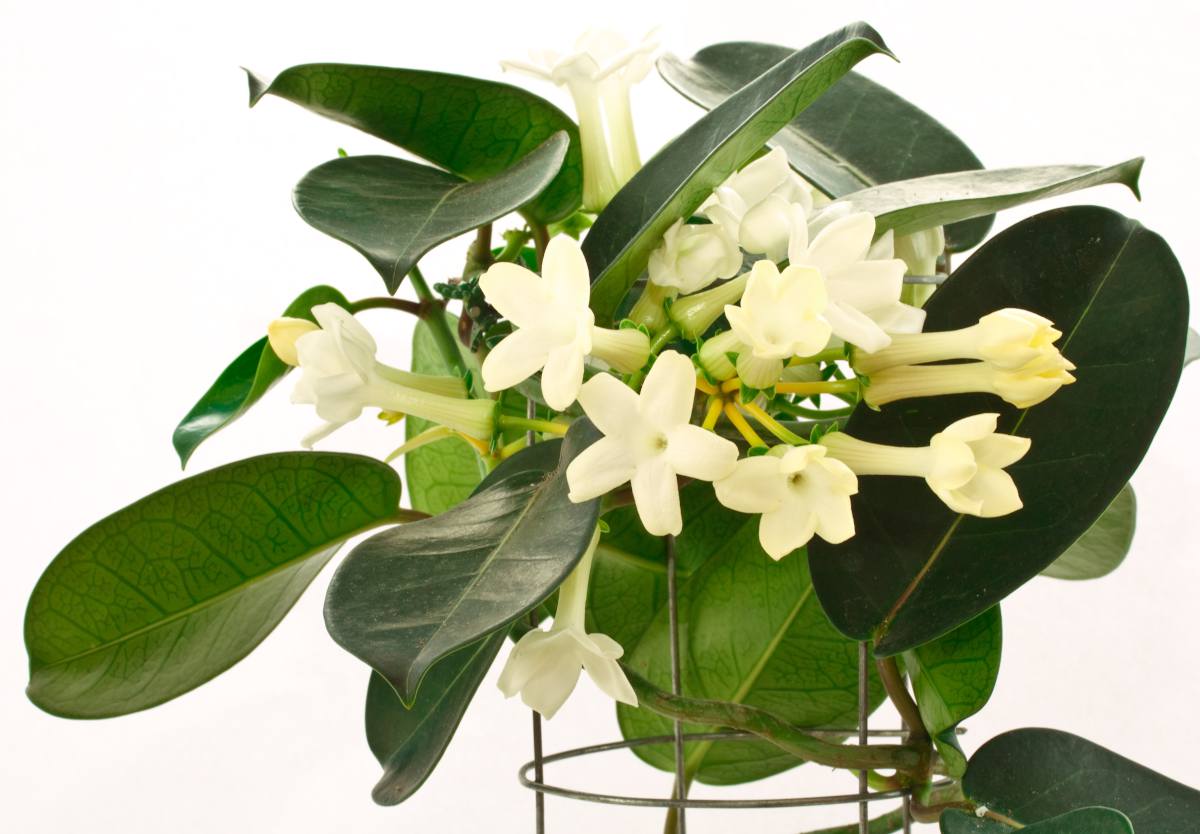 stephanotis