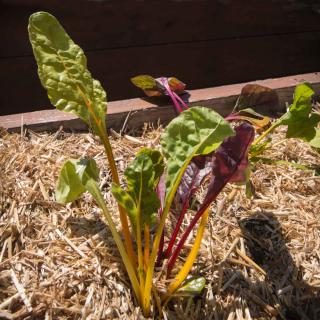 Mulch is a key technique to help vegetables resist drought, here straw