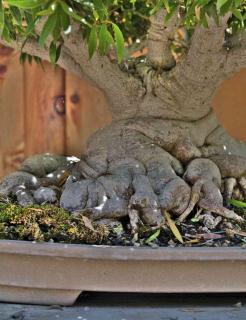 Ficus bonsai with thick trunk and roots flowing like pillow lava