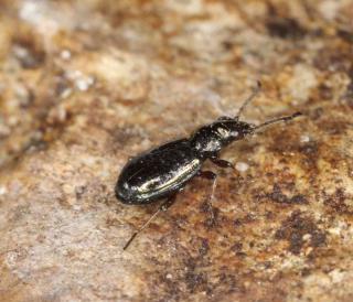 The smallest ground beetles are a quarter inch long or 4 mm