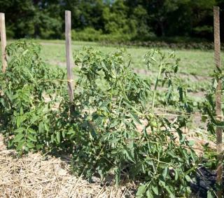 Topping off a tomato is helpful to control fruiting