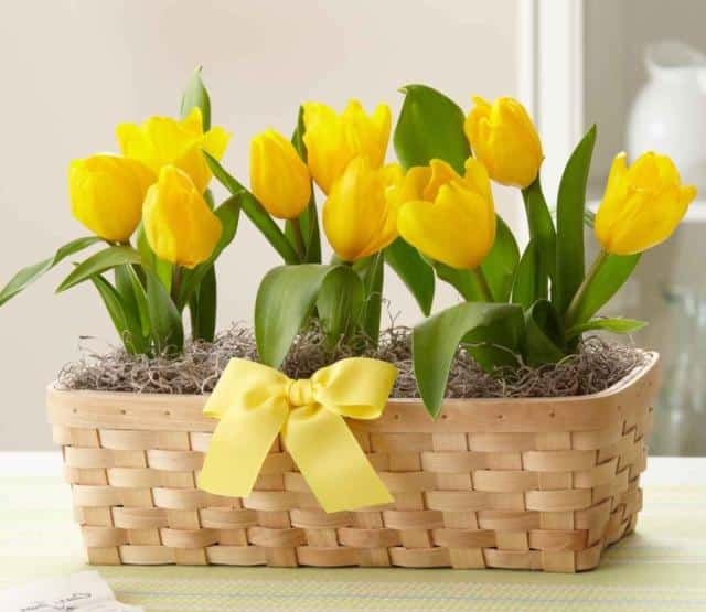 Three yellow tulips in a pot like a basket