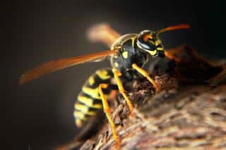 Wasp on a piece of old wood