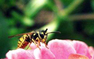 Wasps are helpful in the garden to control pests