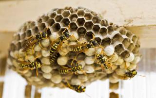 Wasp nests are more open than beehives. Wood is converted to paper