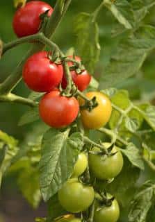 When to harvest tomato depends on the timing