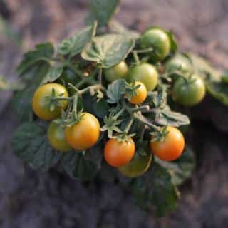 How high and when to prune a cherry tomato plant