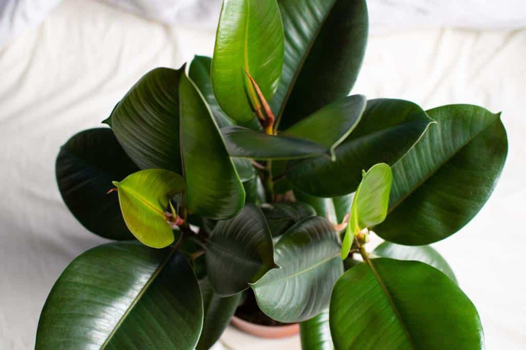 Rubber Tree - Ficus Elastica