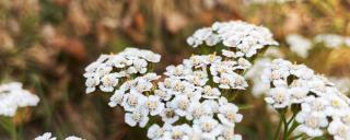 Yarrow flower with a hazy background