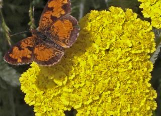 Achillea 'Moonshine' is a variety of yarrow that does particularly well in hot sun