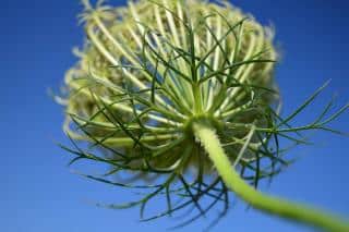 Underside of a newly-opened yarrow flower