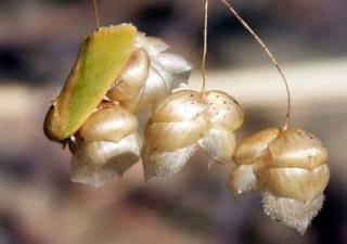 Adult bollworm on a flower