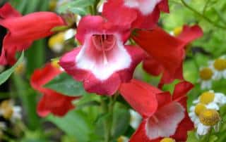 Red and white penstemon flowers