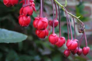 Lovely red berberidopsis corallina flowers