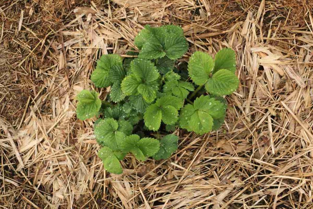 Mulch like straw is a favorite for many plants