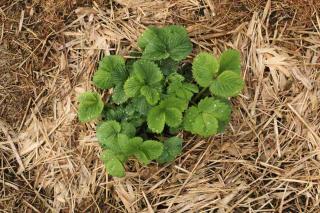Strawberry plant with straw mulch
