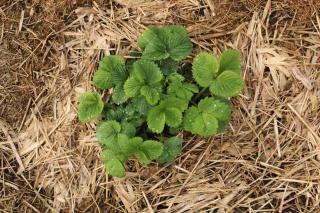 Mulch like straw is a favorite for many plants