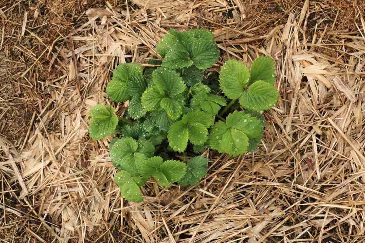 Mulch like straw is a favorite for many plants