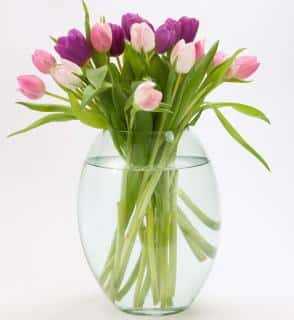 Clear tulip flower vase with water